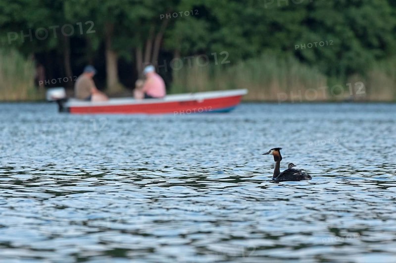 Great Crested Grebe (Podiceps Scalloped ribbonfish) with young, people in motorboat, Leppinsee, Rechlin, Mecklenburg Lake District, Mecklenburg-Western Pomerania, Germany