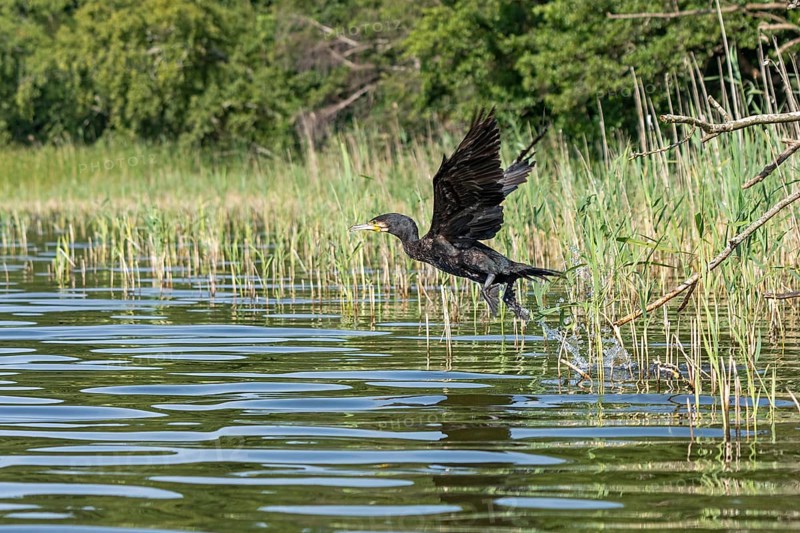 Cormorant (Phalacrocorax carbo) starts, Leppinsee, Mecklenburg Lake District, Mecklenburg-Western Pomerania, Germany