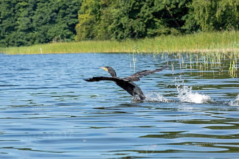 Cormorant (Phalacrocorax carbo) trying to take off from the lake, Leppinsee, Mecklenburg Lake District, Mecklenburg-Western Pomerania, Germany