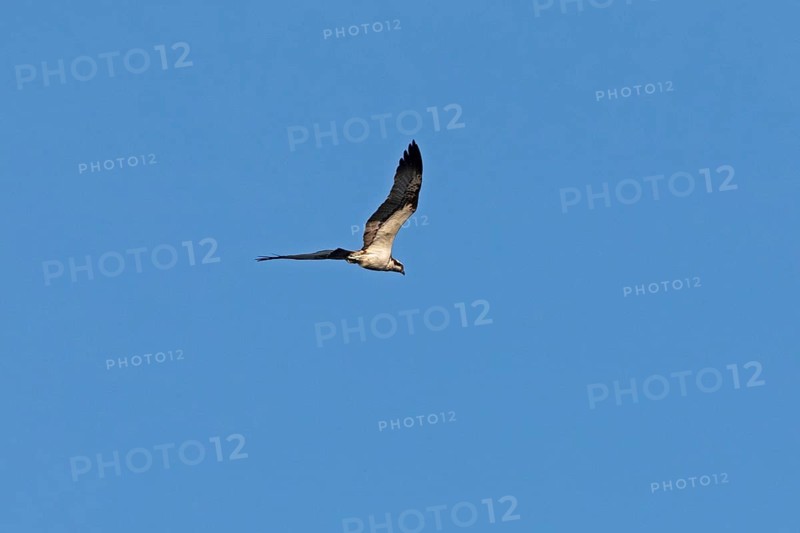 Osprey (Pandion haliaetus) in flight over Lake Leppin, Rechlin, Mecklenburg Lake District, Mecklenburg-Western Pomerania, Germany
