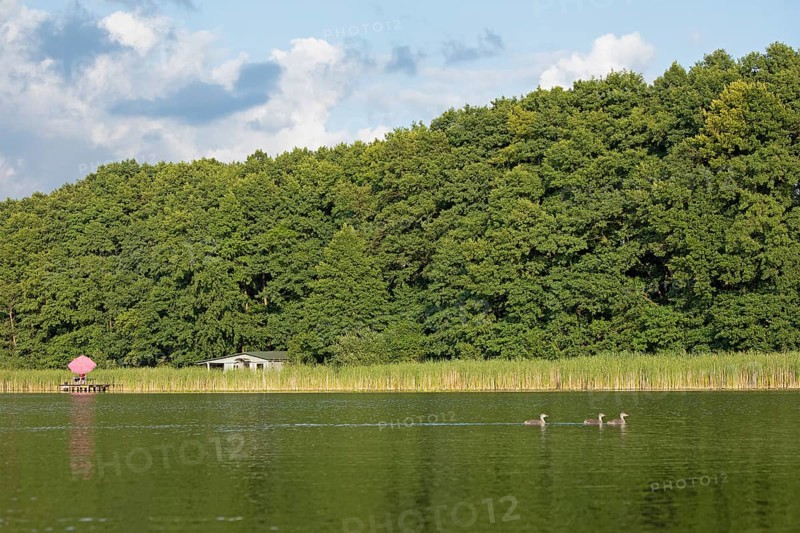Parasol, holiday home, young great crested grebe (Podiceps Scalloped ribbonfish), Leppinsee, Rechlin, Mecklenburg Lake District, Mecklenburg-Vorpommern, Germany