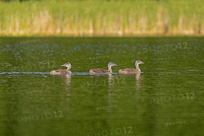 Young great crested grebe (Podiceps ribbonfish), Leppinsee, Rechlin, Mecklenburg Lake District, Mecklenburg-Western Pomerania, Germany
