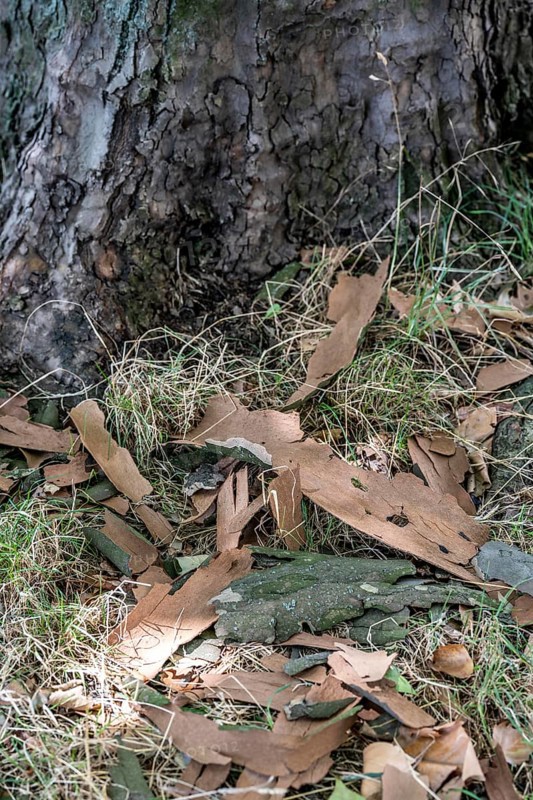Plane trees, Platanus × acerifolia, often shed their bark in summer, the bark cannot grow with the tree if it grows well, the shed bark is replaced by new tissue, Duisburg, North Rhine-Westphalia, Germany