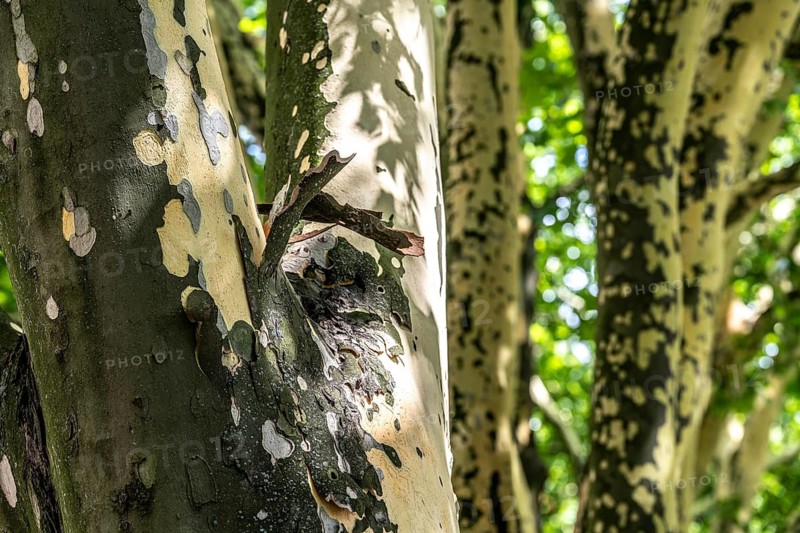 Plane trees, Platanus × acerifolia, often shed their bark in summer, the bark cannot grow with the tree if it grows well, the shed bark is replaced by new tissue, Duisburg, North Rhine-Westphalia, Germany