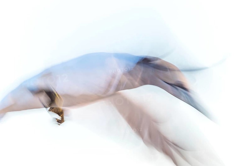 Northern gannet (Morus bassanus) (synonym: Sula bassana) with spread wings, close-up landing approach, flapping wings, artistic long exposure, soft, blurred motion blur, pull-along, abstract, Lummenfelsen, Helgoland Island, North Sea, Schleswig-Holstein, Germany