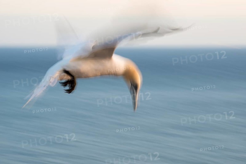 Northern gannet (Morus bassanus) (synonym: Sula bassana) with outstretched wings, with head stretched out in landing approach, sea in the background, flapping its wings, artistic long exposure, soft, blurred motion blur, pull-along, abstract, soft light shortly in front of sunset, Lummenfelsen, Helgoland Island, North Sea, Schleswig-Holstein, Germany