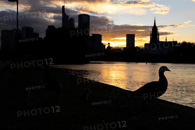 A goose sits on the banks of the Main in the evening while the sun sets between clouds behind the Frankfurt bank skyline in the background, Frankfurt am Main, Hesse, Germany