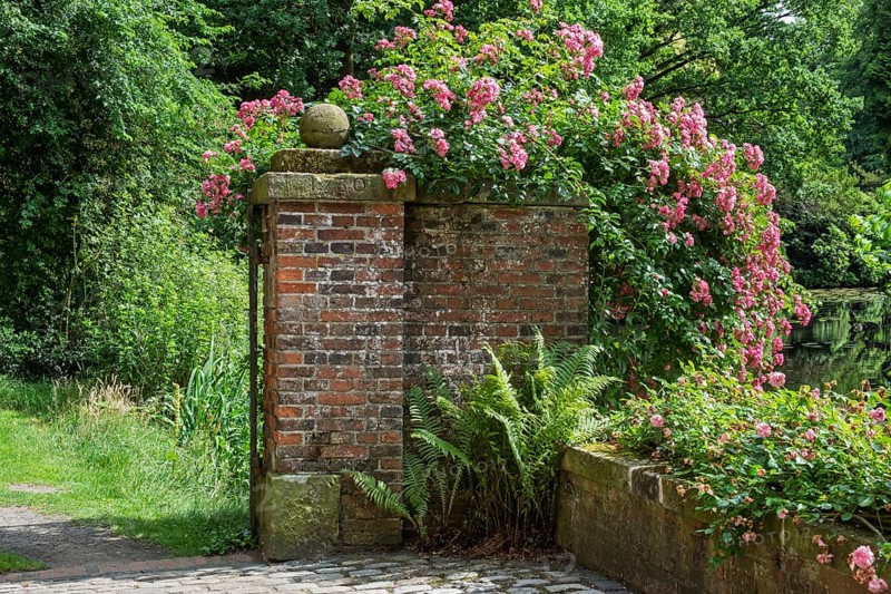 Brick wall and gate pillars covered with blooming roses and ferns in a tranquil natural setting, Haus Welbergen, Ochtrup-Welbergen, Münsterland, North Rhine-Westphalia, Germany