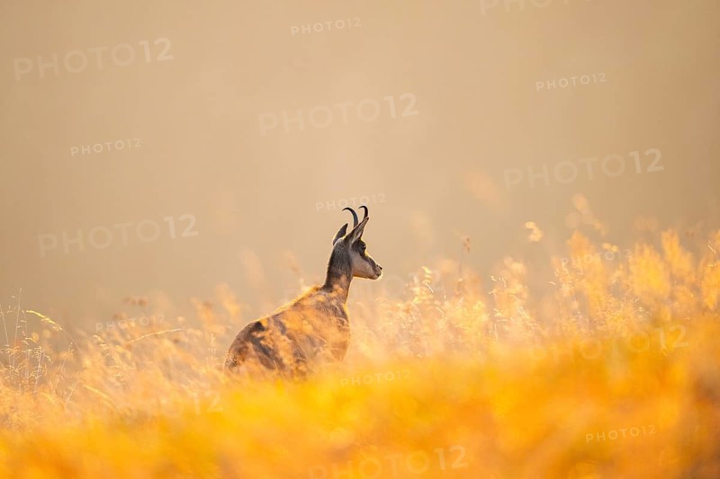 Chamois (Rupicapra rupicapra) on a meadow in the Vosges Mountains, wildlife, France