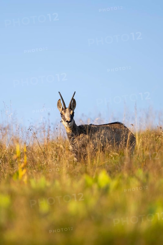 Chamois (Rupicapra rupicapra) on a meadow in the Vosges Mountains, wildlife, France