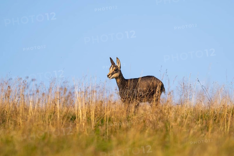 Chamois (Rupicapra rupicapra) youngster on a meadow in the Vosges Mountains, wildlife, France
