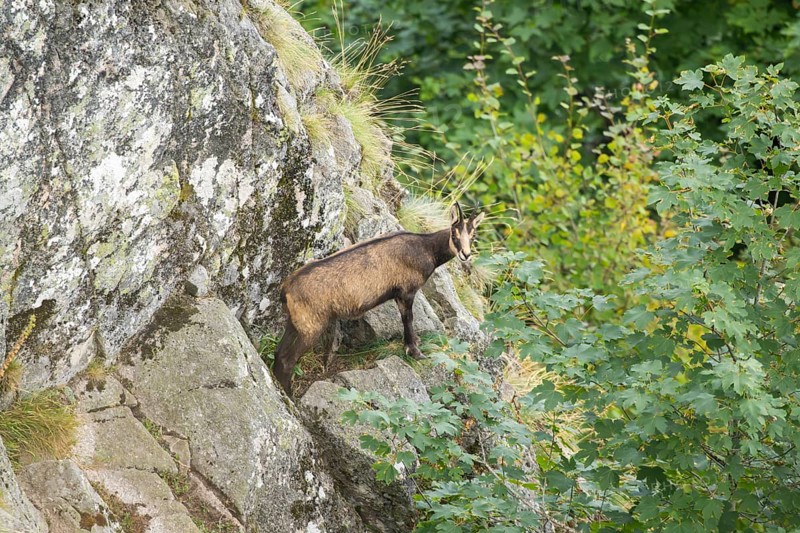 Chamois (Rupicapra rupicapra) on a mountain cliff in the Vosges Mountains, wildlife, France