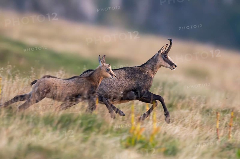Chamois (Rupicapra rupicapra) mother with her youngster on a meadow in the Vosges Mountains, wildlife, France