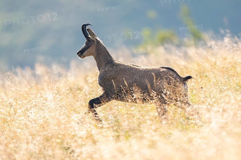 Chamois (Rupicapra rupicapra) on a meadow in the Vosges Mountains, wildlife, France