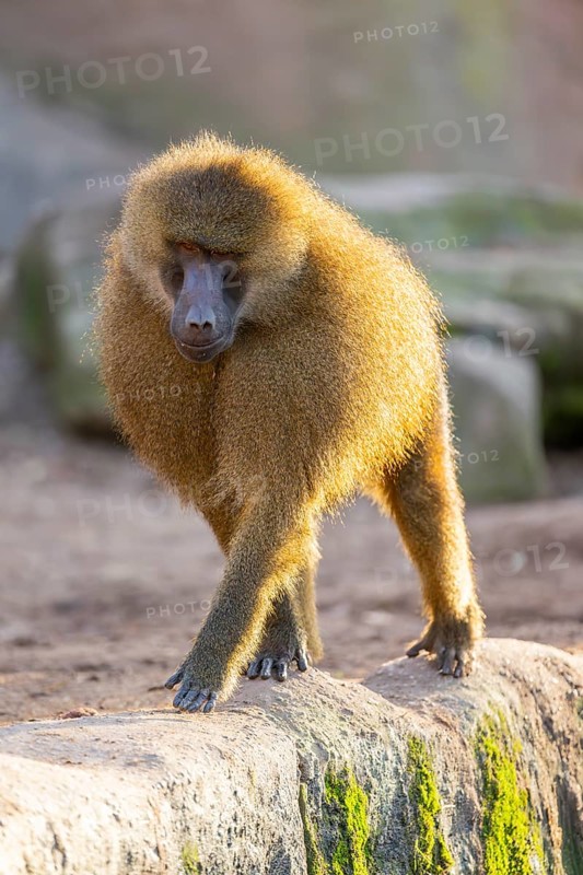 Guinea baboon (Papio papio) walking on the ground, Bavaria, Germany Europe