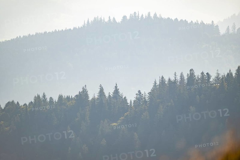 Tree silhouettes against the light in the Vosges Mountains, wildlife, France