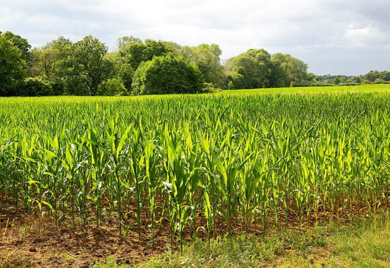 Sweet corn maize crop growing in field, Sutton, Suffolk, England, UK