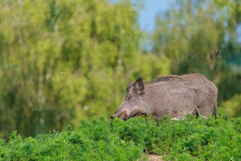 A wild boar (Sus scrofa) stands in a field of wild chamomile (Matricaria chamomilla). Bavaria, Germany
