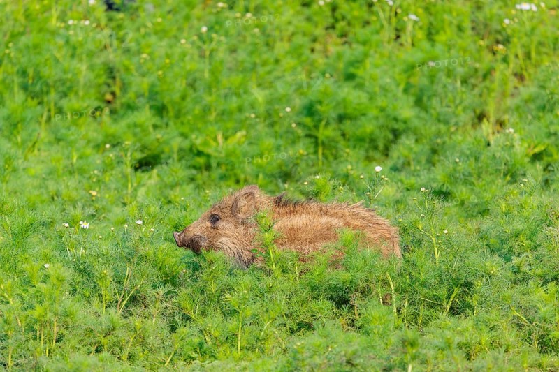 A wild boar piglet (Sus scrofa) stands in a field of wild chamomile (Matricaria chamomilla). Bavaria, Germany