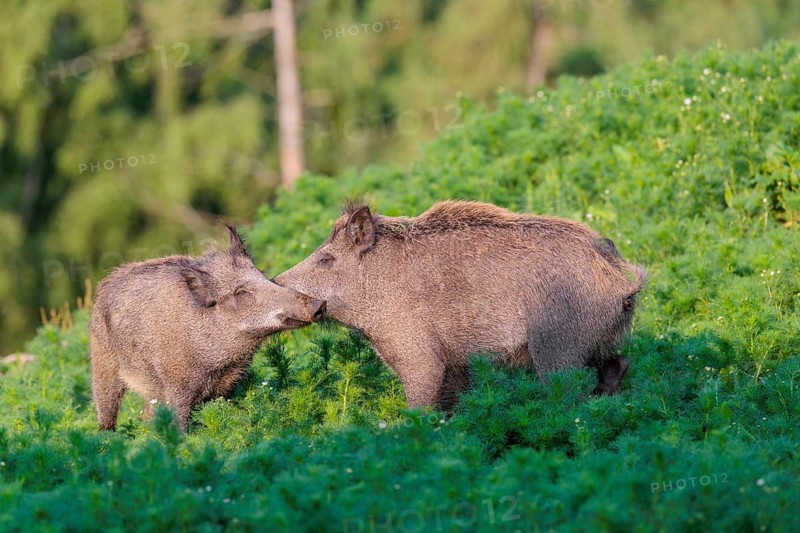 Two young wild boar (Sus scrofa) stand in a field of wild chamomile (Matricaria chamomilla), rubbing their heads on each other. Bavaria, Germany
