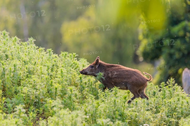 A young wild boar (Sus scrofa) stands in a field of wild chamomile (Matricaria chamomilla). Bavaria, Germany