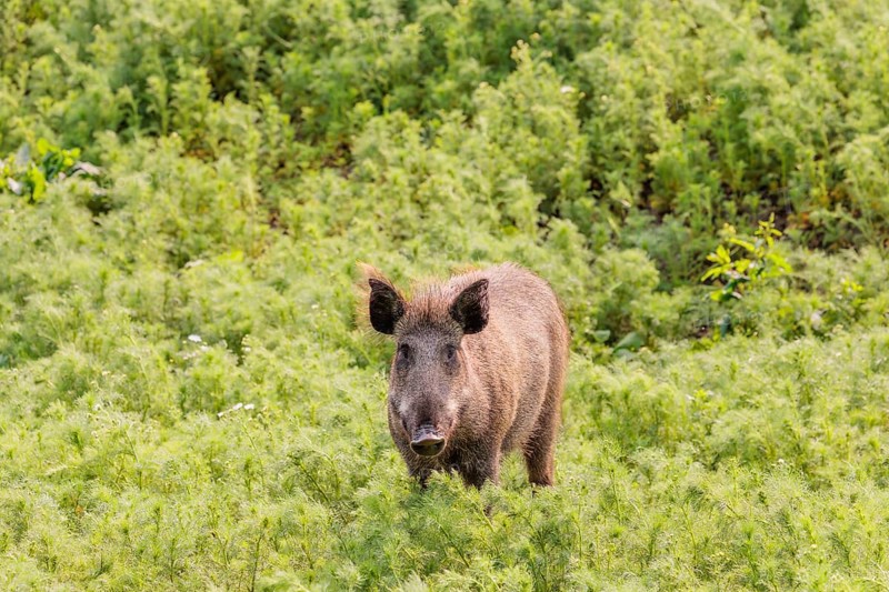 A wild boar (Sus scrofa) stands in a field of wild chamomile (Matricaria chamomilla). Bavaria, Germany