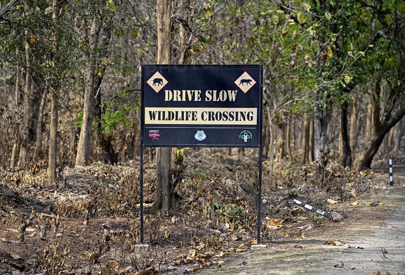 Shield Wildlife Crossing, Corbett National Park, near Ramnagar, Uttarakhand State, India