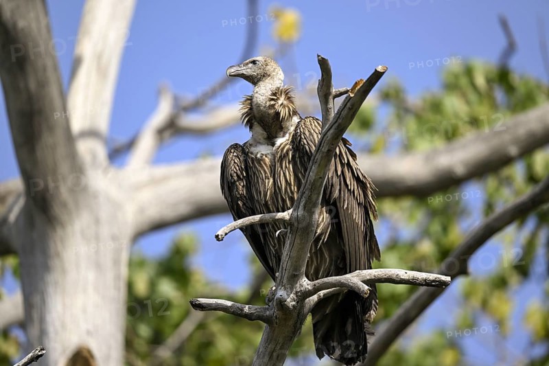 Snow Vulture or Himalayan Vulture (Gyps himalayensis), Corbett National Park, near Ramnagar, Uttarakhand State, India