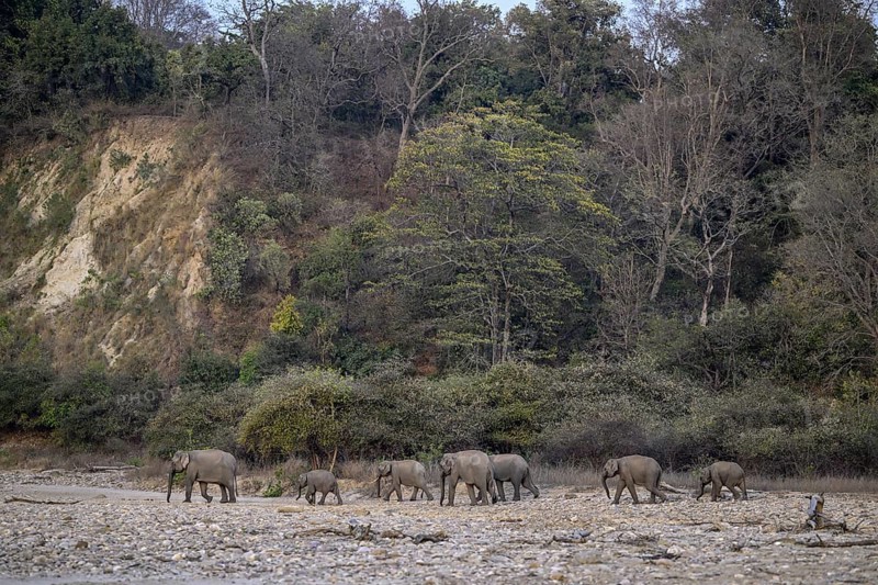 Indian elephants (Elephas maximus indicus), Corbett National Park, near Ramnagar, Uttarakhand State, India