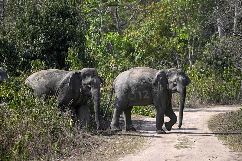 Indian elephants (Elephas maximus indicus), Corbett National Park, near Ramnagar, Uttarakhand State, India