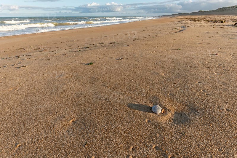Soft golden sand stretches along the shore as gentle waves lap at the coastline during sunset, showcasing a solitary shell nestled in the sand. Plage de l'Aubraie, Les Sables d'Olonne, Vendee, France