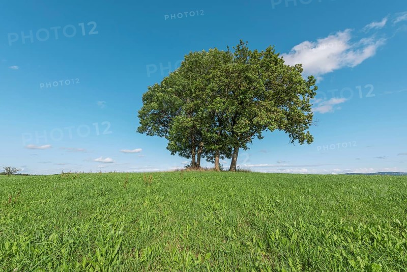 In a serene landscape, three mature trees protrude from a lush green hill, standing in bright sunlight under a clear blue sky. Tranquillity reigns in the scene. Champagnole, Jura, France