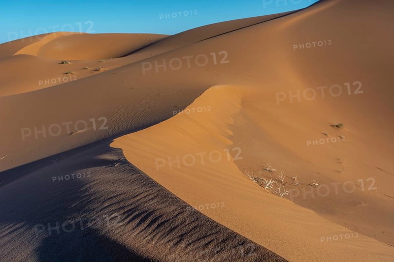 Golden sand dunes rise dramatically against a clear blue sky at sunset. The shadows emphasise the curves of the dunes and highlight the unique textures and patterns of the desert. Erg Chebbi, Merzouga, Morocco