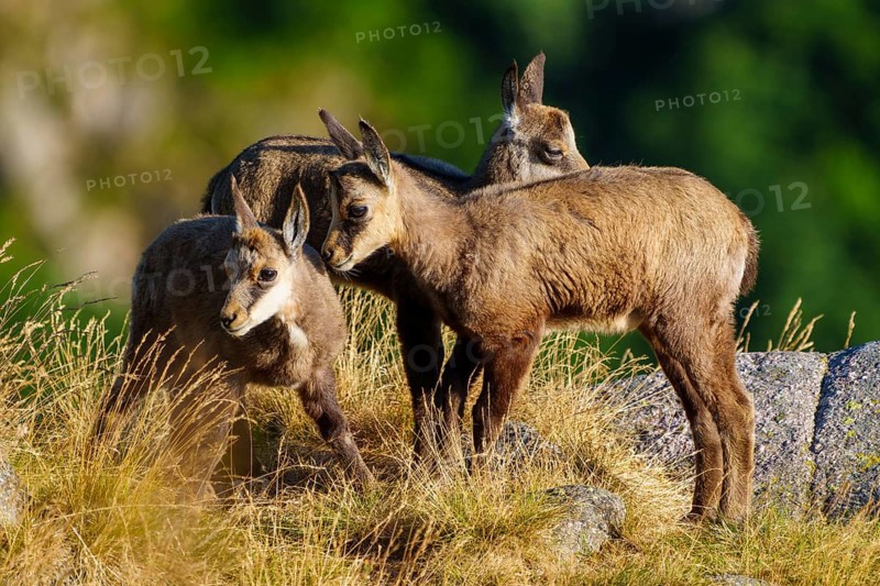 Three young chamois moving in a grassy, rocky environment surrounded by forest greenery, chamois, chamois, (Rupicapra rupicaprae), fawn, wildlife, Vosges, France