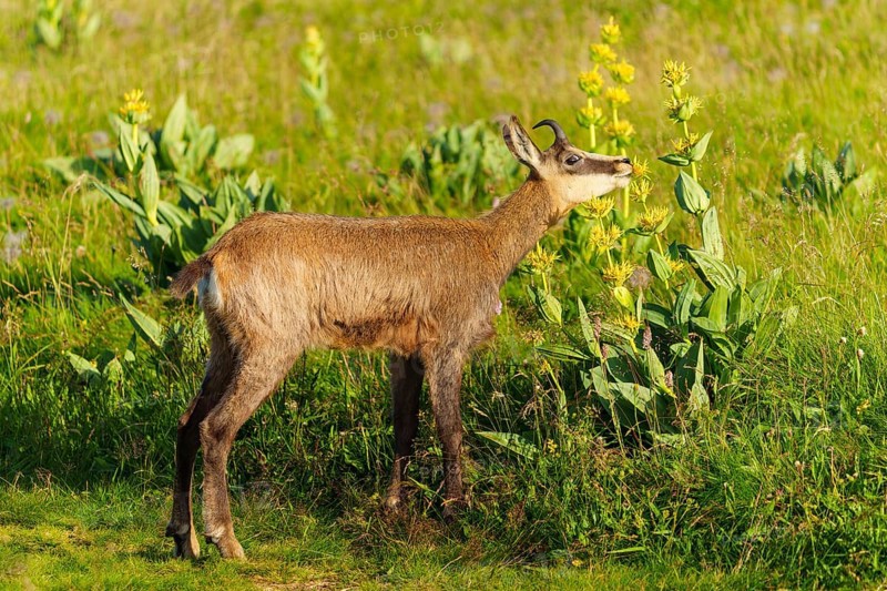 Chamois standing on a summery, flowering meadow. Quiet scene in natural surroundings, chamois, chamois, (Rupicapra rupicaprae), fawn, wildlife, Vosges, France