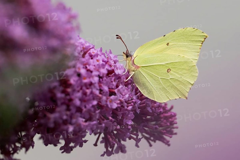 A lemon butterfly (Gonepteryx rhamni) sitting on a purple blossom, summer lilac (Buddleja davidii), in front of a blurred background, Hesse, Germany