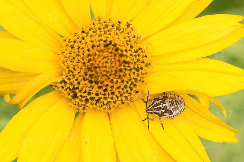 Nymph of a purple fruit bug (Carpocoris purpureipennis) on a yellow flower, sun-eye (Heliopsis), Hesse, Germany