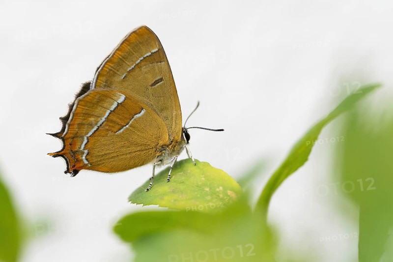 Kidney Spotted Fritillary (Thecla betulae) on green leaf, gentle natural landscape, Hesse, Germany