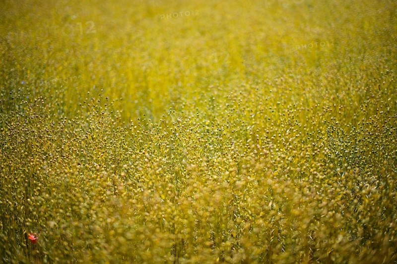 Flax field, flax, (Linum usitatissimum) Linaceae, Normandy, Calvados, France