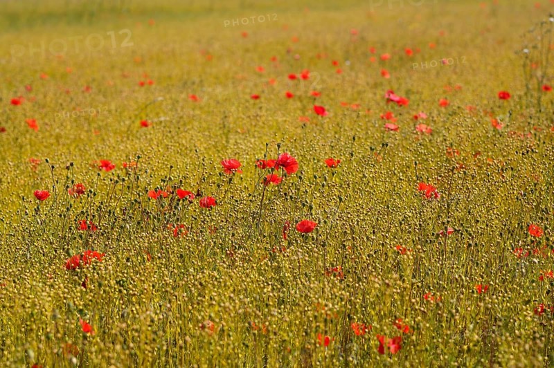 Corn poppy (Papaver rhoeas) Flax field, flax, (Linum usitatissimum), linen family (Linaceae), Normandy, Calvados, France