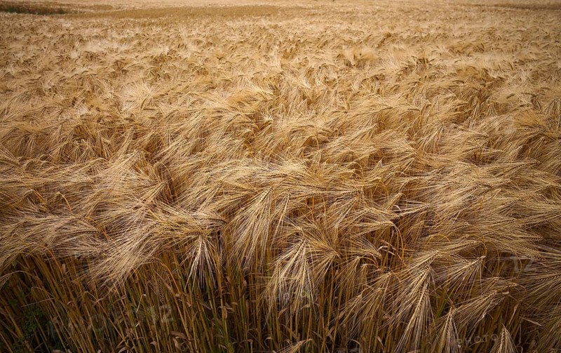 Barley, (Hordeum vulgare) barley field, cereals, Normandy, Calvados, France