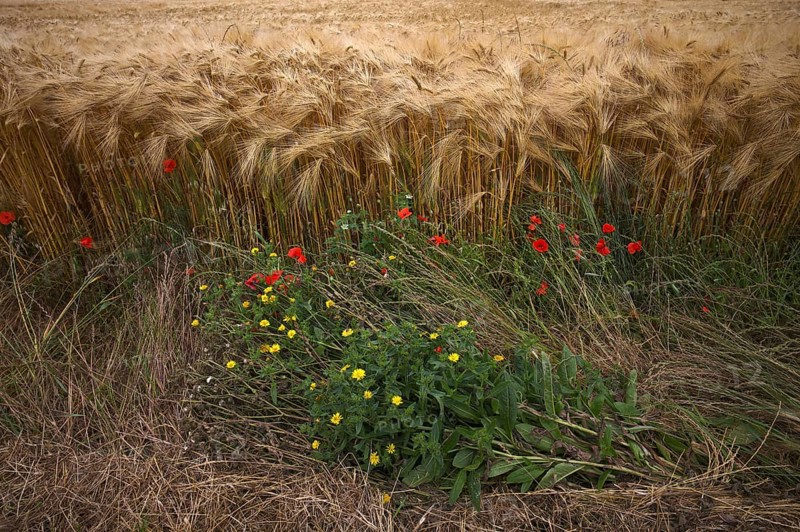 Flowering strip, corn poppy (Papaver rhoeas) in barley field, barley, (Hordeum vulgare) cereals, Normandy, Calvados, France