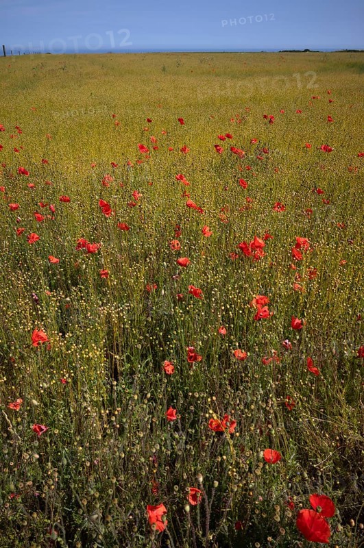 Corn poppy (Papaver rhoeas) Flax field, flax, (Linum usitatissimum) Linaceae, Normandy, Calvados, France