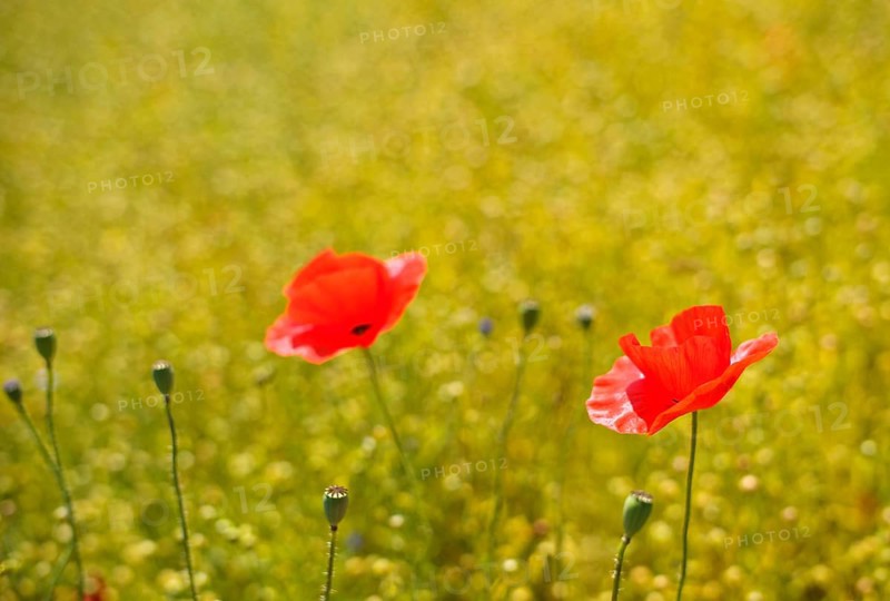 Corn poppy (Papaver rhoeas) Flax field, flax, (Linum usitatissimum) Linaceae, Normandy, Calvados, France