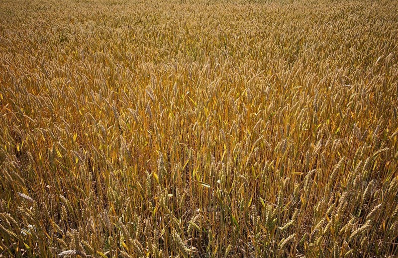 Wheat, (Triticum), wheat field, grain, Normandy, Calvados, France