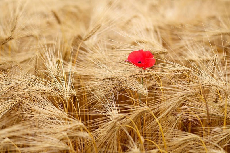 Corn poppy (Papaver rhoeas) in barley field, barley, (Hordeum vulgare) cereals, Normandy, Calvados, France
