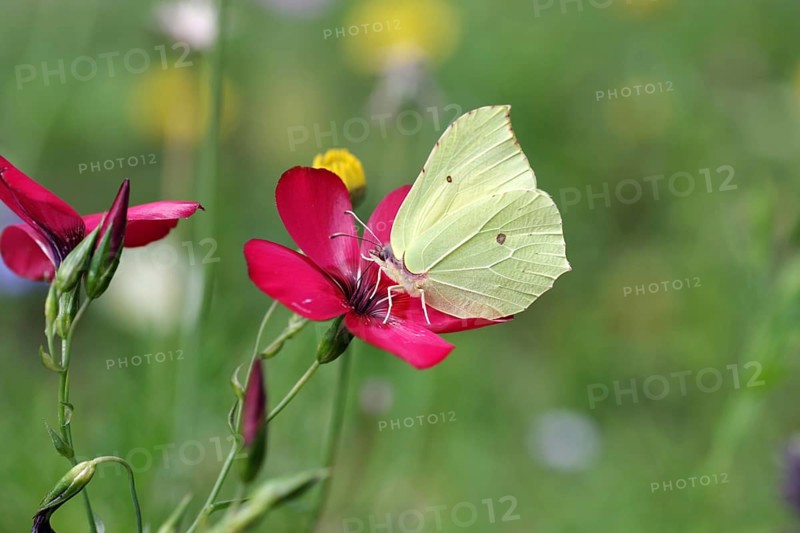 Lemon butterfly (Gonepteryx rhamni), Linum grandiflorum, garden, colourful, Germany, The lemon butterfly sucks nectar from the blossom of the Linum grandiflorum