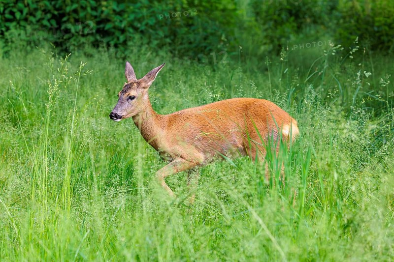 A female roe deer (Capreolus capreolus) crosses a green meadow. Bavaria, Germany