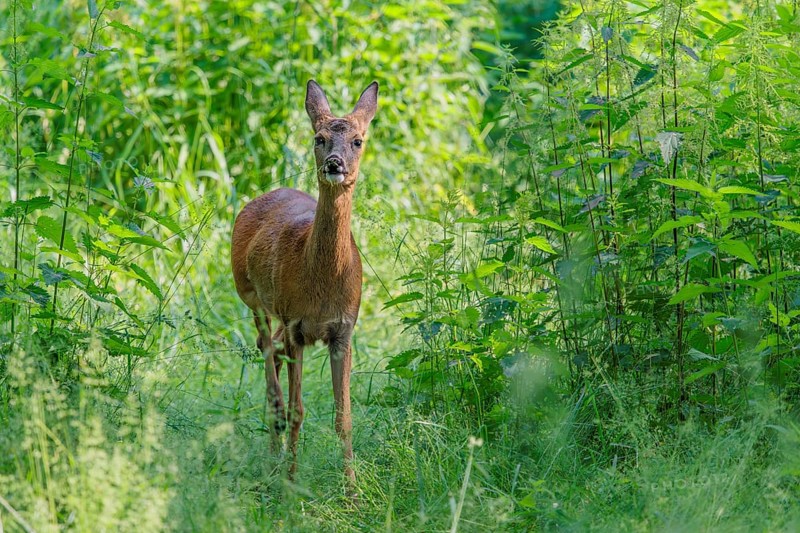A female roe deer (Capreolus capreolus) crosses a nettle thicket. Bavaria, Germany