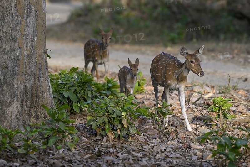 Axis deer or chitals (Axis axis), Corbett National Park, near Ramnagar, Uttarakhand State, India